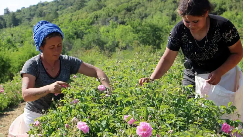 Zirai Don Nedenleri ve Etkileri: Tarım Üzerindeki Olumsuz Sonuçlar