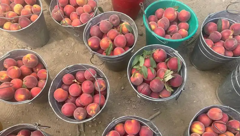 Hasat Sezonu Başladı: Çiftçiler 100 Liraya Varan Fiyatlarla Hasat Yapıyor