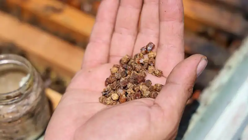 Atık Gibi Görülüyordu, Şimdi 3 Bin TL’ye Satılan Protein Zengini Gıda