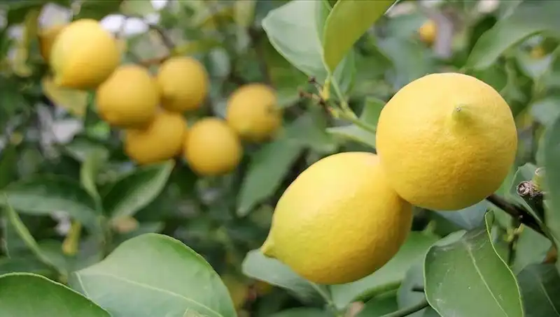 Limon Fiyatlarında Şok! Adedi 24 Lira Olunca Tüketici Ne Yapacak?