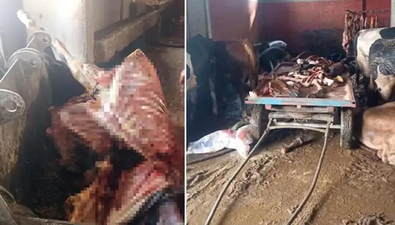 Adana'da Şok İfşa: 2,5 Ton At Eti Ele Geçirildi, 4 At Kurtarıldı!