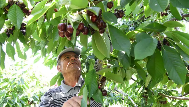 Lapseki'nin Dev Sebzesi: Çay Bardağına Sığmayan Şaşırtıcı Boyut