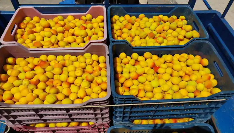 İlk Hasatta 500 TL ile Alıcı Bulan Ürün, Çiftçileri Sevindirdi