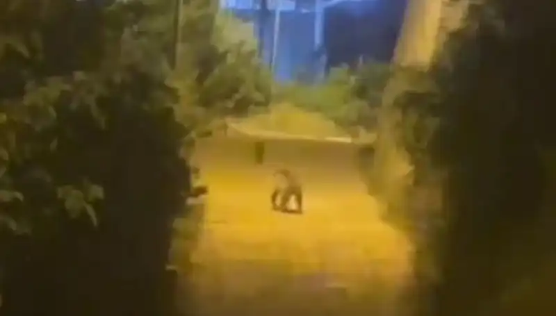Gümüşhane'de Şehir Merkezine İnen Ayı, Vatandaşları Şaşırttı
