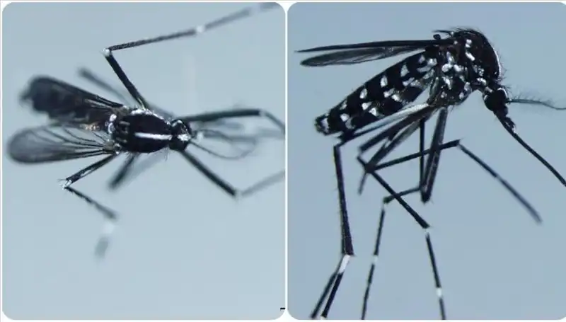 Chikungunya Virüsü: Belirtileri ve Görüldüğü Ülkeler Hakkında Bilinmesi Gerekenler