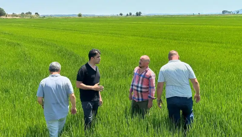Çeltik Tarlaları, Bu Yıl Yeşil Deniz Gibi: Rekor Verim Beklentisi