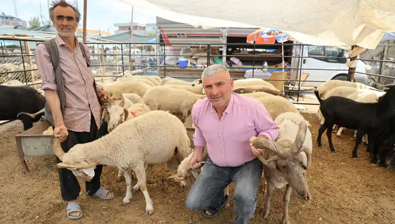 4 Boynuzlu Koçlar Kurban Pazarında İlgi Odağı Haline Geldi