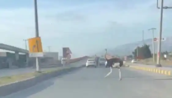Neden Deve Kuşu Trafikte Yürüdü? Şaşkın Anlar Yaşandı!