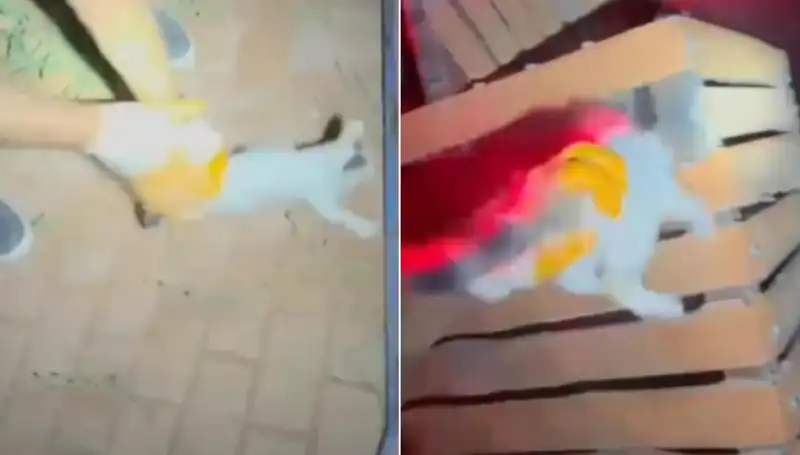 Gece Yarısı İtfaiye Ekibi, Kayıp Kediyi Dramla Kurtardı!