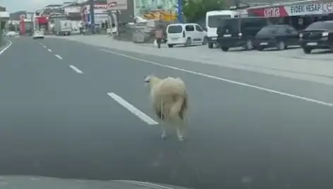 Yalova'da Kaçan Kurbanlık Develer Trafiği Felç Etti