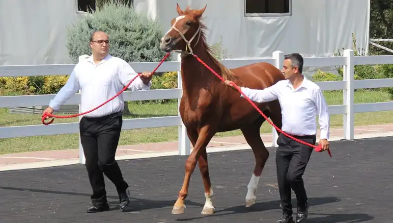 Taşkın Kral Rekorlarıyla Yeniden Gündemde: Seyirci Rekoru Kırıldı!