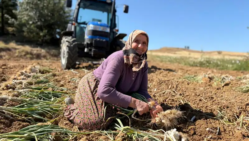 Yüksek Selenyum İçeren Tarım Ürünü: Günlük 1200 Liraya Satışta