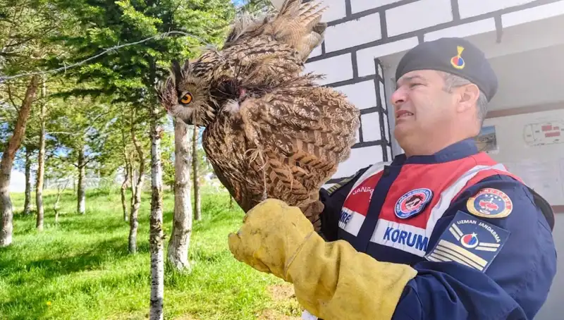 Puhu Kuşunun Hayatı Dikenli Tellere Takılmaktan Kurtarıldı