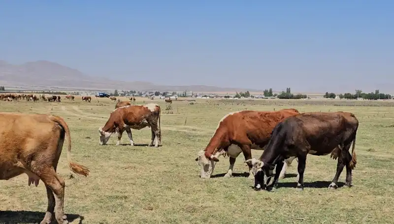 Arin Gölü'ndeki Kuru İklim: Su Krizi Kapıda mı?