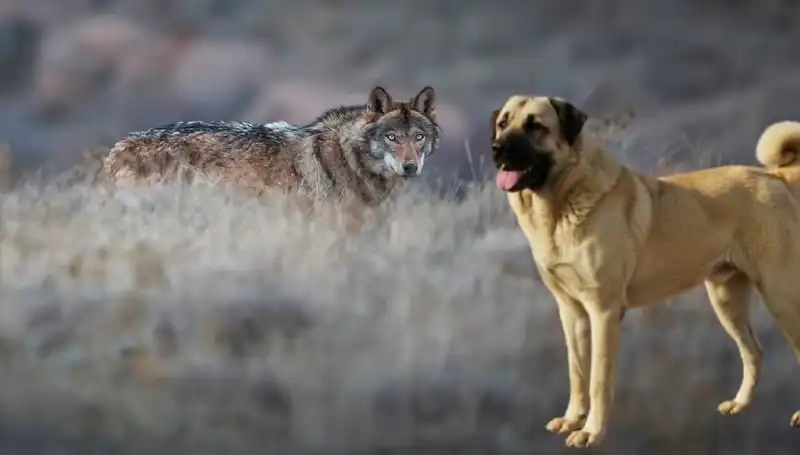 Kangal Köpeklerine Olan Talep Artarken, Kurt Popülasyonu Neden Yükseliyor?