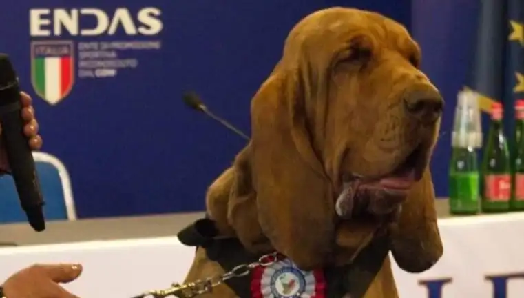 Arama Köpeği Suikastına Düşmanlık: Çivili Sosisle Öldürülen Kahraman