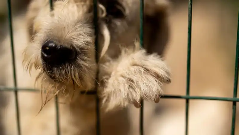 İş Stresi Köpeklerin Ruh Halini Olumsuz Etkiliyor mu?