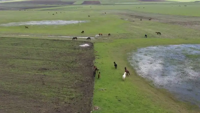 Kars'ın Büyüleyici Doğasında Yılkı Atlarının Dansı