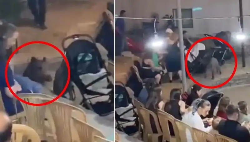 Düğün Törenine Giren Yaban Domuzu, Konukları Şaşkına Çeviriyor