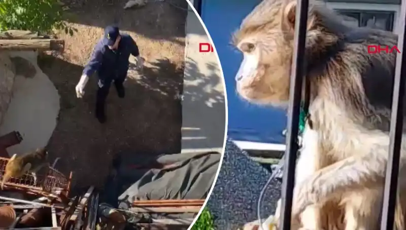 Muğla'da Mahallede Maymun Kovalamacası: Tüm Gözler Olayda!