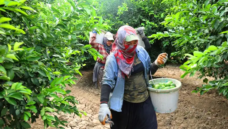Market Fiyatları Yükseliyor: Kilosu 150 Lirayı Aşan Ürünler İçin Umut Var